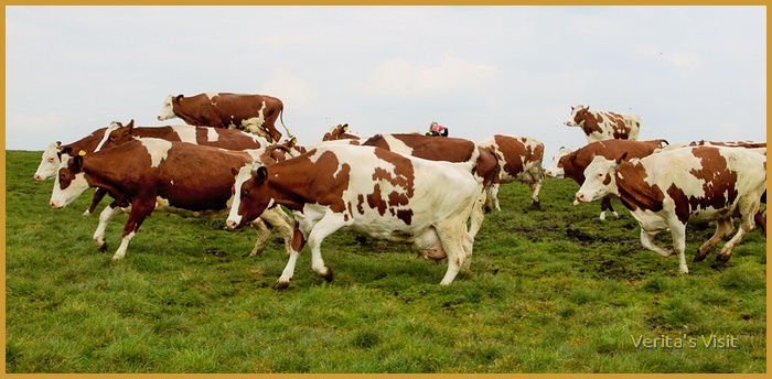 Krowy w Holandii. pastwisko
