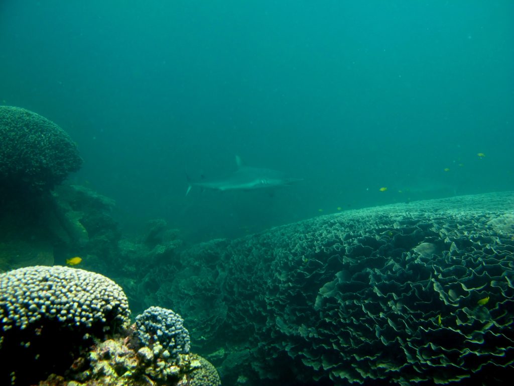 Rafa koralowa, rekin na rafie