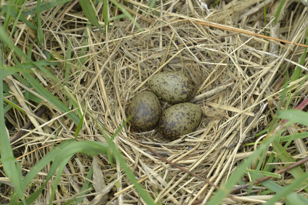 Jaja i jajka, gniazdo 1