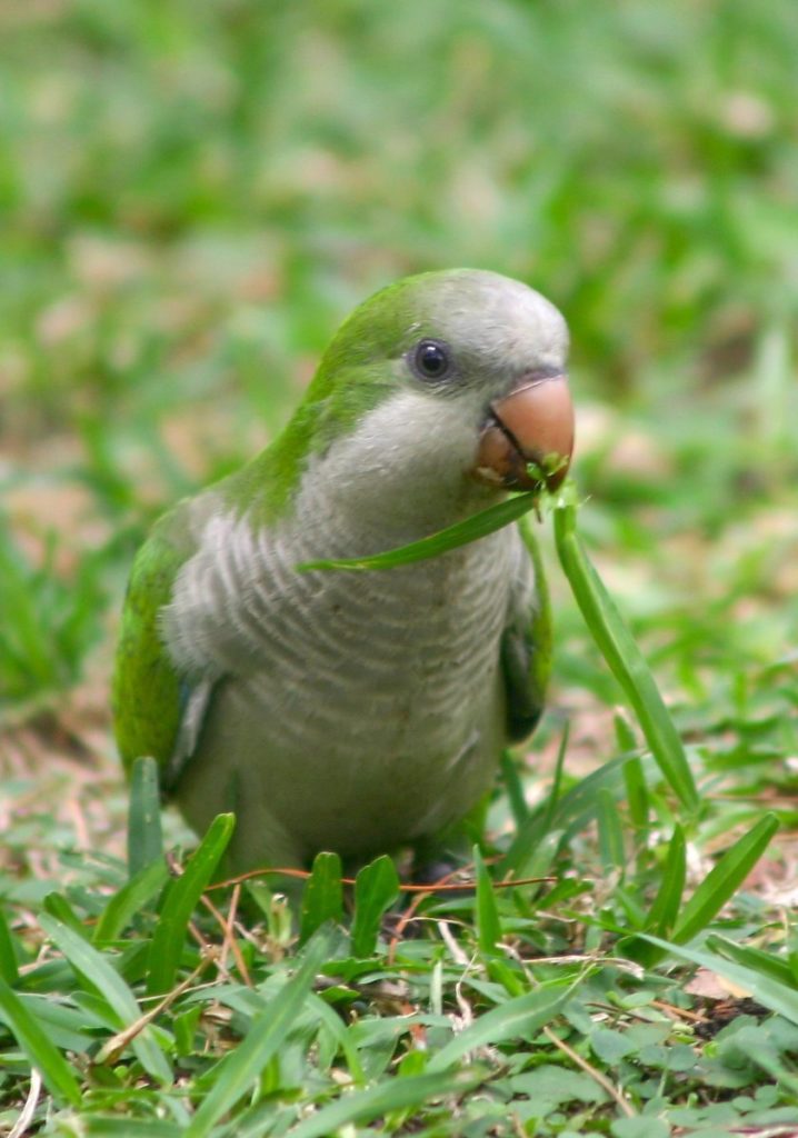 Papugi w Hiszpanii. Oliwkowy kolonizator. 