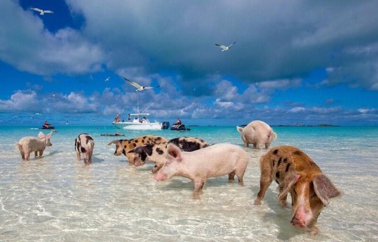 Wyspa świń